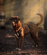 GIANDUIA, Hund, Mischlingshund in Rumänien - Bild 9