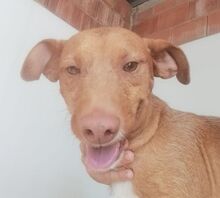 FLIPPY, Hund, Podenco Andaluz in Spanien - Bild 1