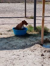 FLIPPY, Hund, Podenco Andaluz in Spanien - Bild 10