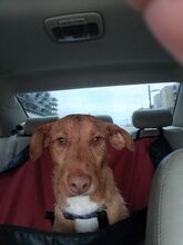 FLIPPY, Hund, Podenco Andaluz in Spanien - Bild 11