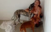 FLIPPY, Hund, Podenco Andaluz in Spanien - Bild 2