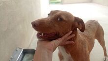 FLIPPY, Hund, Podenco Andaluz in Spanien - Bild 3