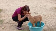 FLIPPY, Hund, Podenco Andaluz in Spanien - Bild 4