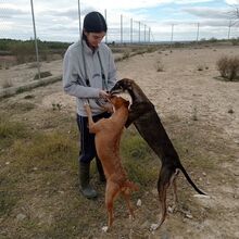 FLIPPY, Hund, Podenco Andaluz in Spanien - Bild 5