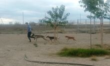 FLIPPY, Hund, Podenco Andaluz in Spanien - Bild 6