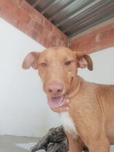 FLIPPY, Hund, Podenco Andaluz in Spanien - Bild 7