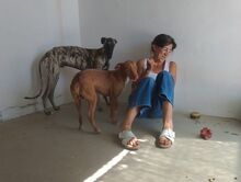 FLIPPY, Hund, Podenco Andaluz in Spanien - Bild 8