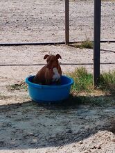 FLIPPY, Hund, Podenco Andaluz in Spanien - Bild 9