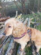 CORA, Hund, Mischlingshund in Blekendorf - Bild 10