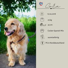 CORA, Hund, Mischlingshund in Blekendorf - Bild 6