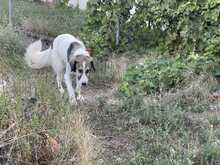 OPHELIA, Hund, Herdenschutzhund-Mix in Griechenland - Bild 4