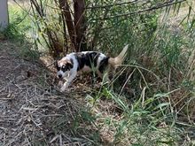 BOUNTY, Hund, Mischlingshund in Rumänien - Bild 5