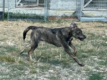 MILO2, Hund, Mischlingshund in Rumänien - Bild 6