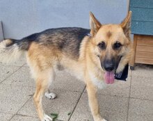 EDO, Hund, Deutscher Schäferhund in Kroatien - Bild 2