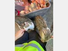 GILDO, Katze, Europäisch Kurzhaar in Spanien - Bild 6