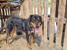 KIRA, Hund, Mischlingshund in Griechenland - Bild 3