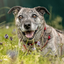 BENJO, Hund, Mischlingshund in Lauf