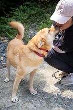 TANIA, Hund, Korea Jindo Dog-Shiba Inu-Mix in Korea (Südkorea) - Bild 1