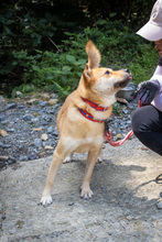 TANIA, Hund, Korea Jindo Dog-Shiba Inu-Mix in Korea (Südkorea) - Bild 2