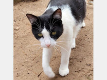 TRASTO, Katze, Europäisch Kurzhaar in Spanien - Bild 2