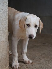 ROSAMUNDA, Hund, Mischlingshund in Italien - Bild 10