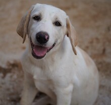 ROSAMUNDA, Hund, Mischlingshund in Italien - Bild 11