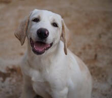 ROSAMUNDA, Hund, Mischlingshund in Italien - Bild 12