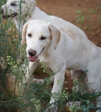 ROSAMUNDA, Hund, Mischlingshund in Italien - Bild 13