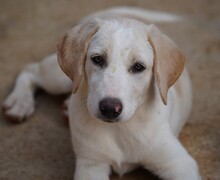 ROSAMUNDA, Hund, Mischlingshund in Italien - Bild 14