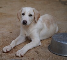 ROSAMUNDA, Hund, Mischlingshund in Italien - Bild 15