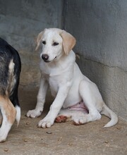 ROSAMUNDA, Hund, Mischlingshund in Italien - Bild 16