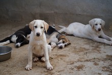 ROSAMUNDA, Hund, Mischlingshund in Italien - Bild 17