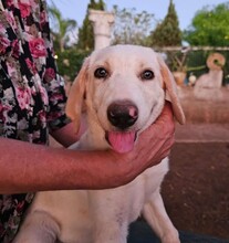 ROSAMUNDA, Hund, Mischlingshund in Italien - Bild 18