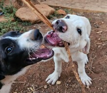 ROSAMUNDA, Hund, Mischlingshund in Italien - Bild 19