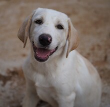 ROSAMUNDA, Hund, Mischlingshund in Italien - Bild 2