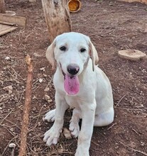 ROSAMUNDA, Hund, Mischlingshund in Italien - Bild 20