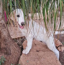 ROSAMUNDA, Hund, Mischlingshund in Italien - Bild 21