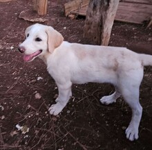 ROSAMUNDA, Hund, Mischlingshund in Italien - Bild 22