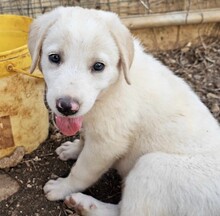 ROSAMUNDA, Hund, Mischlingshund in Italien - Bild 23