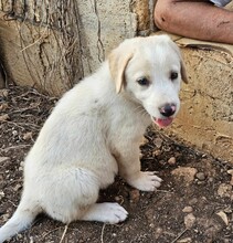 ROSAMUNDA, Hund, Mischlingshund in Italien - Bild 26