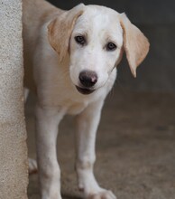 ROSAMUNDA, Hund, Mischlingshund in Italien - Bild 3