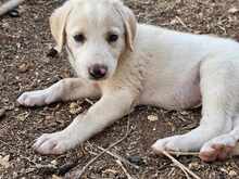 ROSAMUNDA, Hund, Mischlingshund in Italien - Bild 34