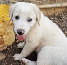 ROSAMUNDA, Hund, Mischlingshund in Italien - Bild 39