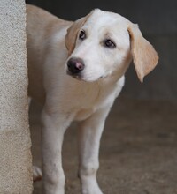 ROSAMUNDA, Hund, Mischlingshund in Italien - Bild 4