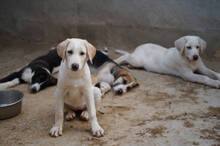 ROSAMUNDA, Hund, Mischlingshund in Italien - Bild 40