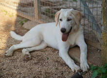 ROSAMUNDA, Hund, Mischlingshund in Italien - Bild 44