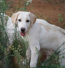 ROSAMUNDA, Hund, Mischlingshund in Italien - Bild 5