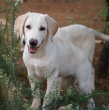 ROSAMUNDA, Hund, Mischlingshund in Italien - Bild 6