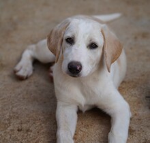 ROSAMUNDA, Hund, Mischlingshund in Italien - Bild 9