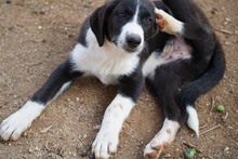 ROSWITHA, Hund, Mischlingshund in Weilburg - Bild 10